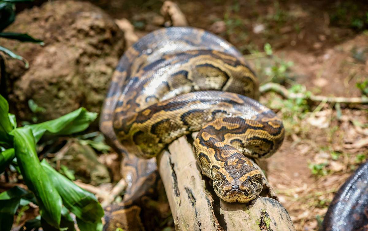 An Indonesian women has been swallowed by a Reticulated python, while attending to her cornfield. (Photo / supplied)