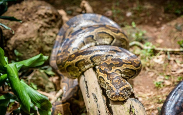 An Indonesian women has been swallowed by a Reticulated python, while attending to her cornfield. (Photo / supplied)