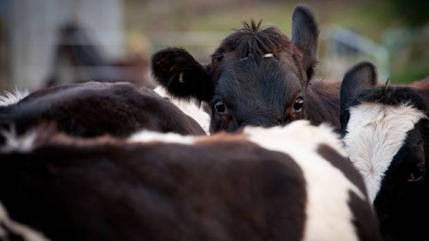 Photo / Duncan Brown