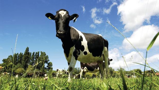 Farming groups back treating agricultural emissions differently to CO2 in the proposed Zero Carbon Act, while Greenpeace is opposed to this. Photo / Dairy NZ