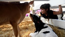 Federated Farmers asks rural schools to ban calves