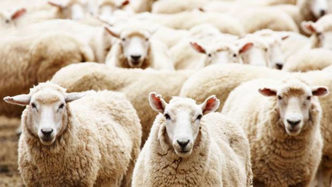 Police are calling it the biggest sheep rustling in some time. Photo / 123RF