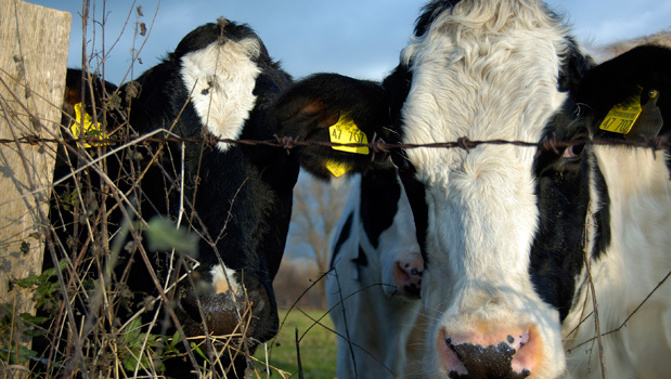Until recently New Zealand was one of two countries that did not have cattle infected by Mycoplasma bovis. (Photo / File)