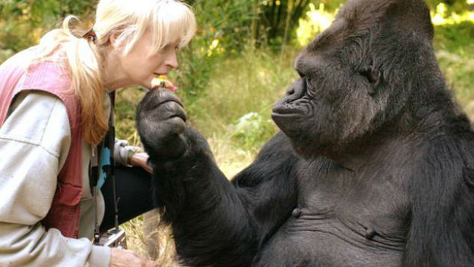 Koko the gorilla and her instructor Penny Patterson. (Photo / Gorilla Foundation)