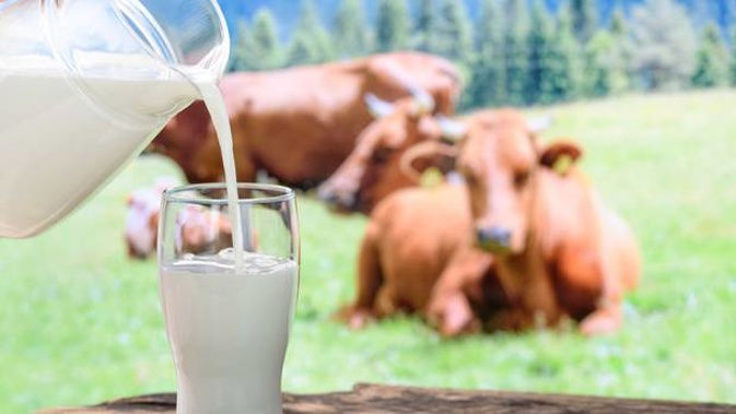 New Zealand milk production may grow to a record of nearly 23 billion litres this season. Photo / 123RF