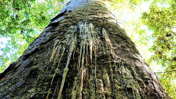Drones and planes could be the next step in the fight against Kauri dieback. Photo / NZ Herald