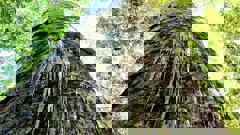 Drones and planes could be the next step in the fight against Kauri dieback. Photo / NZ Herald