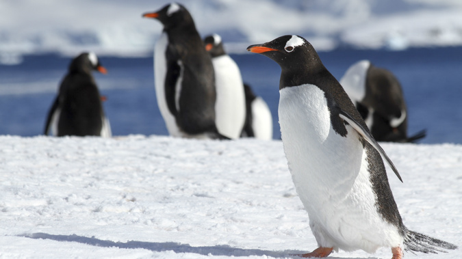An Antarctic Tourism specialist believes more people need to connect with Earth's southernmost continent in order to understand the challenges it faces. (Getty Images)