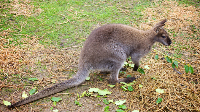 The wallaby may be cute to some, but to many in the South Island, it is an irksome pest. (Photo / Getty)