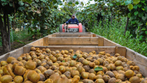 Kiwifruit growers take Gisborne District Council to High Court over land valuation method