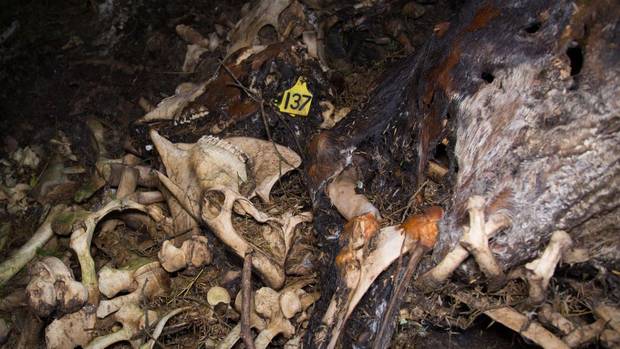 The offal pit was on the same Northland farm where there are allegations of animal abuse. Photo / Farmwatch