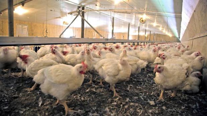 Hearing commissioners have been appointed to hear submissions on the proposed broiler chicken farm. Photo / Supplied