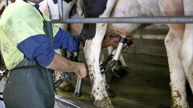 Greenpeace protesters have converged on a Mackenzie dairy farm. Stock photo \ Getty Images