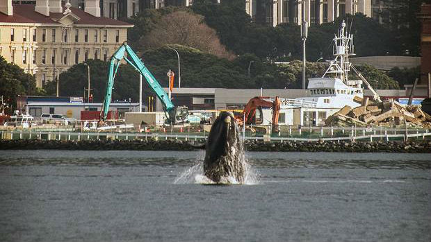 Simon Woolf snapped this photo of the whale. Photo / Woolf Photography