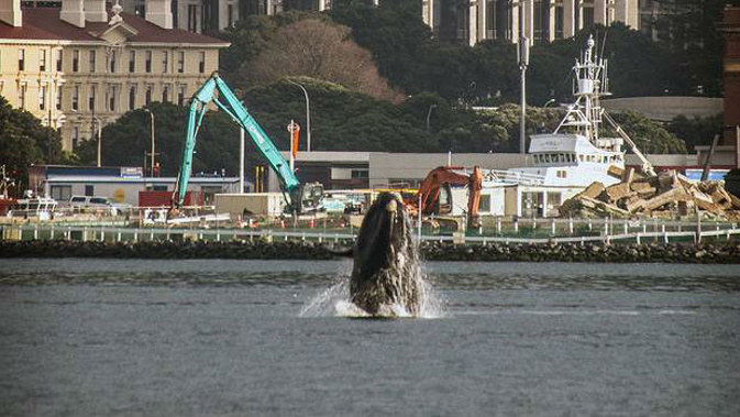 Simon Woolf snapped this photo of the whale. Photo / Woolf Photography