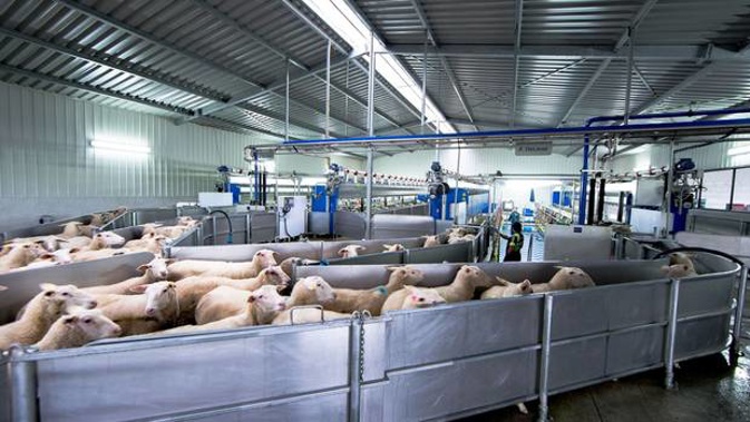 Milking time at the Spring Sheep Milk Co, jointly owned by Landcorp Farming and SLC Group. Photo / Supplied