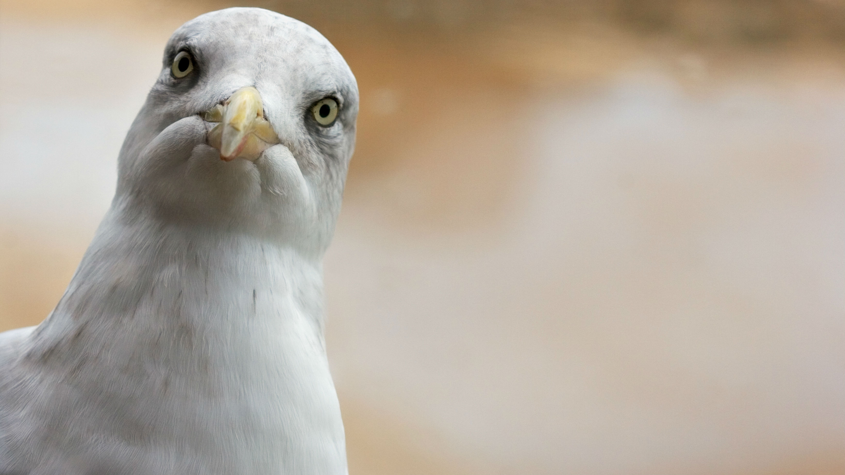 Dr Michelle Dickinson: nanotechnologist reveals unexpected tip to stop seag