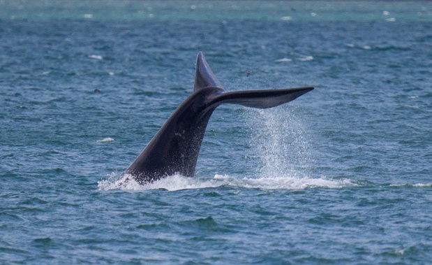 Once again Wellington's visiting southern right whale put on a display while frolicking in the harbour near the Inter-islander ferry terminal. photo / Mark Mitchell