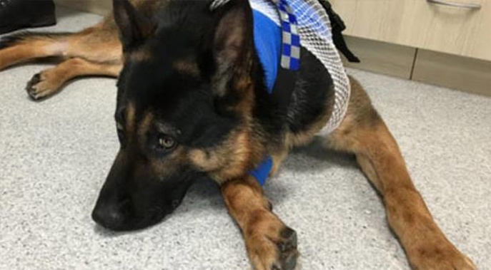 The police dog was slammed into a concrete wall as well by the fleeing attacker. (Generic photo / NZ Herald)