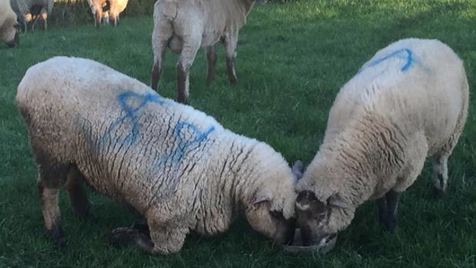 Lambs have dollars signs written all over them in the current livestock market.