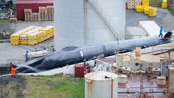 Photos of the massive mammal, which can grow to 33 metres long, were posted online by conservation groups claiming it was slain by Kristján Loftsson's whaling company. (Photo / Facebook - Hard To Port)