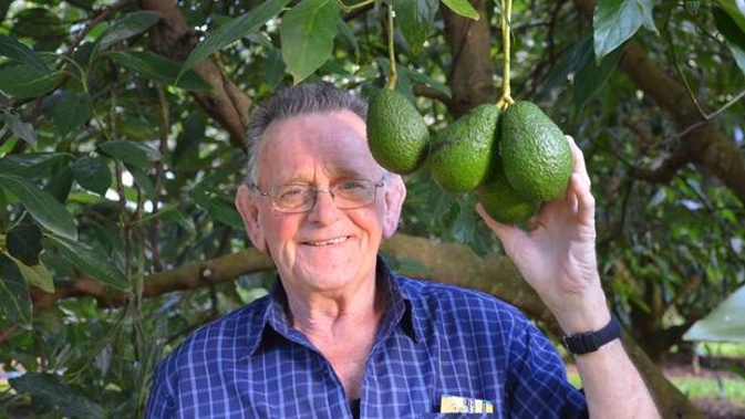 Graham Burgess, of Kaikohe, with one of the few bunches of avocados left in his orchard after thieves stripped about 70 per cent of his crop recently. Photos / Debbie Beadle