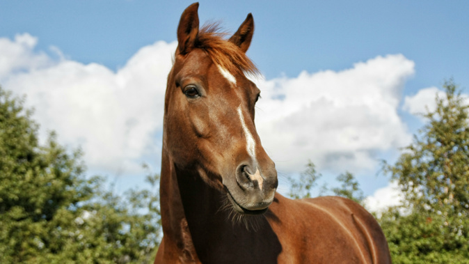 The horse apparently winked at the man before he assaulted it. (Photo / File)