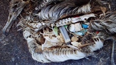 The contents of an albatross' stomach are grim viewing. (Photo / Supplied)