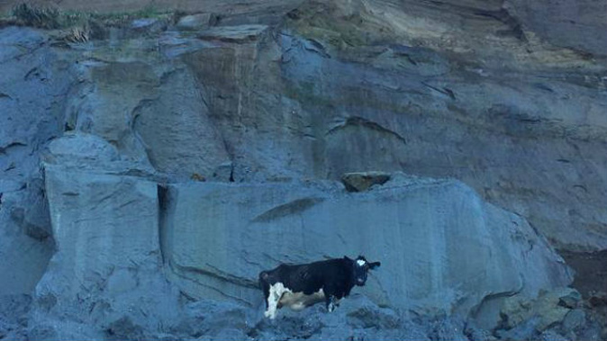 A cow is stranded on cliffs near Whanganui and has reportedly been there for two days. (Photo: Wanganui Chronicle)