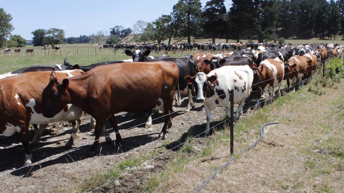 The number of active infected properties in New Zealand stands at 42. (Photo: Devyn Staines)