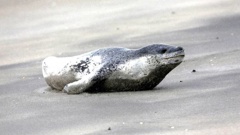 A file photograph of a leopard seal. New Zealand Herald Photograph by Dean Purcell.