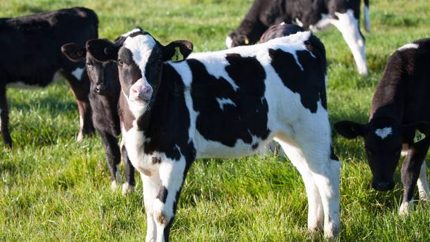 Hastings teacher helps raise cash for IHC with 'virtual calves'