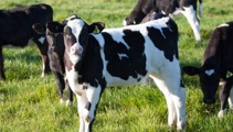 Hastings teacher helps raise cash for IHC with 'virtual calves'