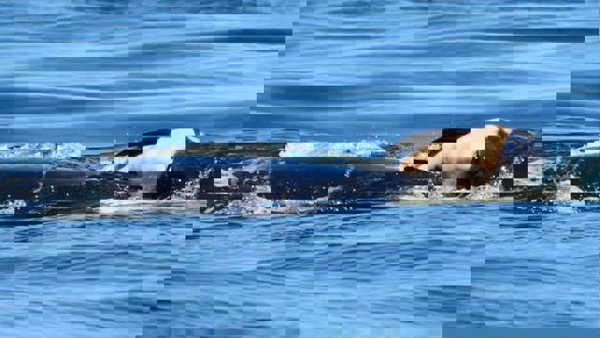 The orca know as J35 of Tahlequah continues to push around her dead calf, a week after it died shortly after being born. Photo / AP