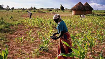 Expat on Zimbabwe: 'The beautiful farms have gone, it is a wasteland'