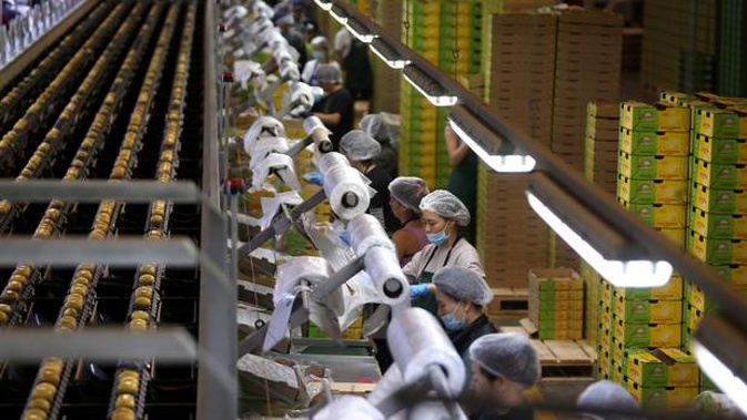 Kiwifruit workers at Trevelyan's in Te Puke. Photo / John Borren