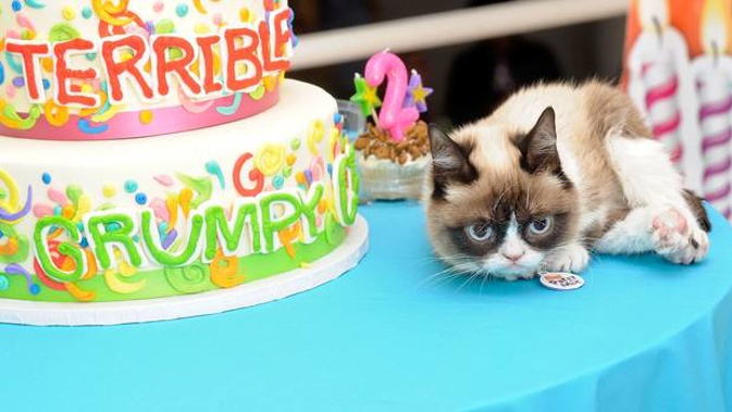 There's an old myth that one regular year is like seven years for dogs and cats. Photo / Getty