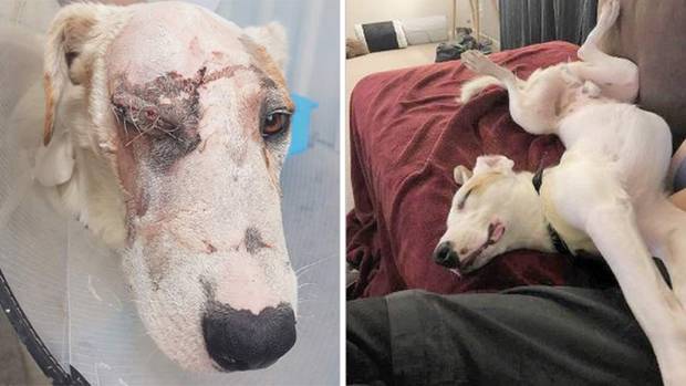 Jimmy the dog, who was badly beaten, is happy in his new home. (Photo / Supplied)