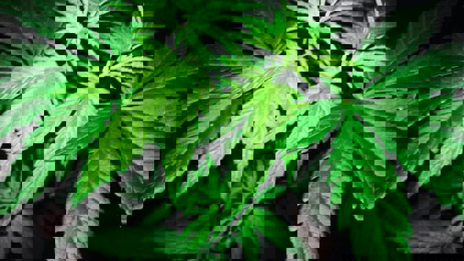 Cannabis convictions have dropped significantly over the past decade. (Photo / File)