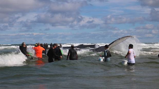 Northland locals and volunteers help to try and free two stranded humpback whales at Northland's Piriro Beach yesterday. Efforts continue today.