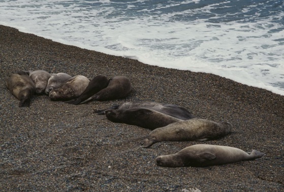 Multiple seals were found dead in Te Oka Bay on Saturday. (Photo / Getty)