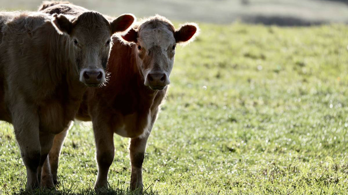 A cow attack at Totara Park left one man injured.