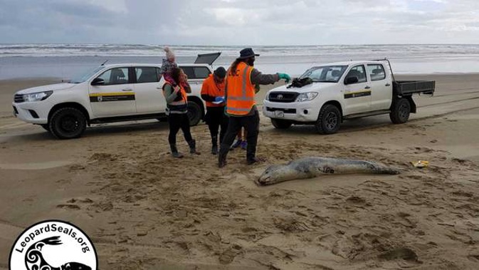 Department of Conservation staff beside a young female leopard seal that was fatally shot. (Photo / LeopardSeals.org)