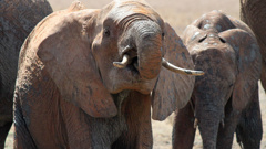 The Jane Goodall Institute is hoping to use World Elephant day to crackdown on ivory trade, which is depleting the world's Elephant population. (Photo / File)