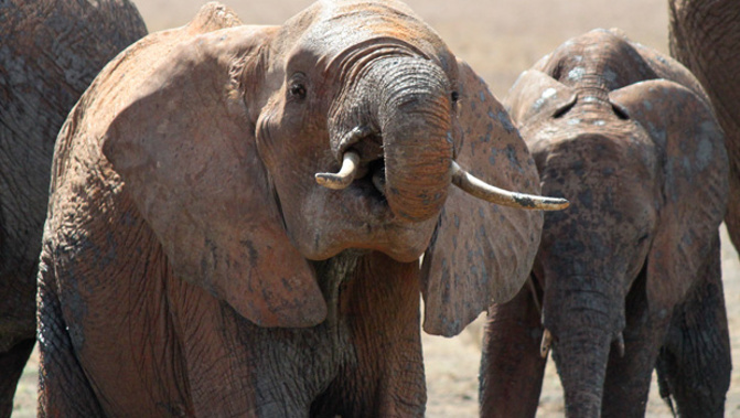 The Jane Goodall Institute is hoping to use World Elephant day to crackdown on ivory trade, which is depleting the world's Elephant population. (Photo / File)