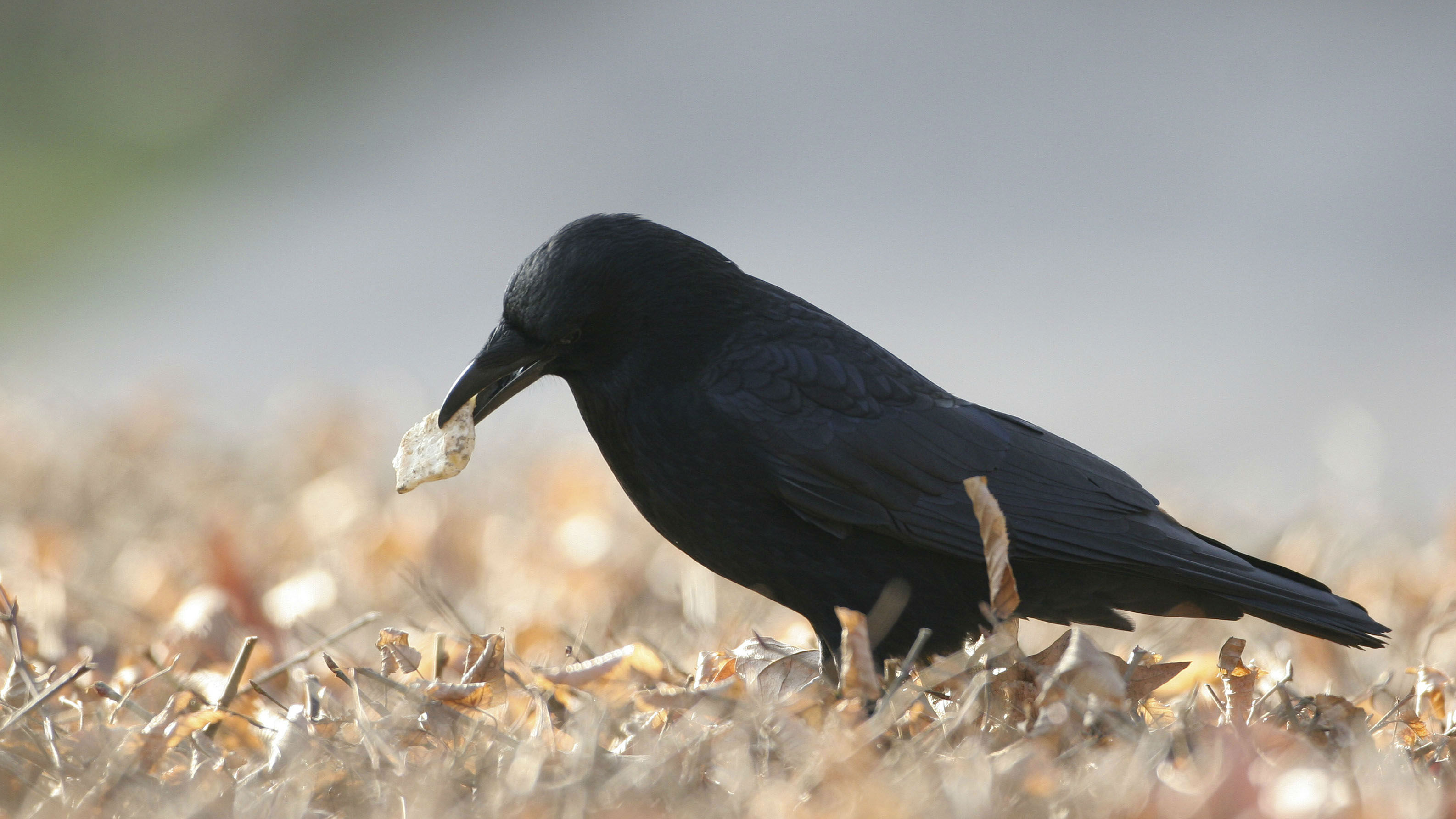The clever crows get rewarded with treats for picking up the litter. (Photo / Getty)