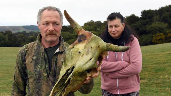 Thomas and Regula Fischli with the skull of a cow shot through the head. (Photo / Otago Daily Times)