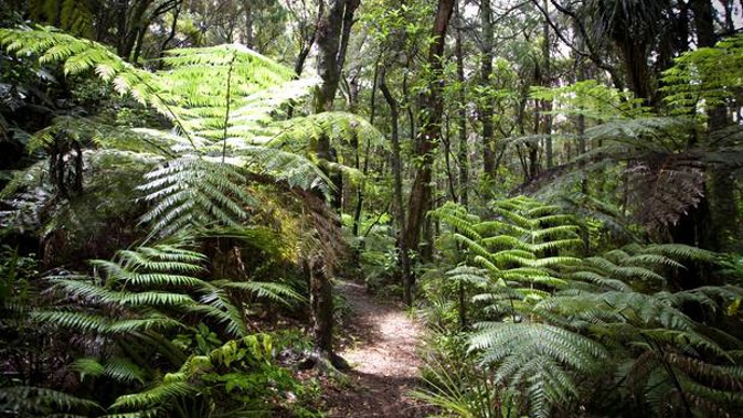 NZ First MP and Regional Economic Development Minister Shane Jones backs harvesting dead native trees. Photo / NZME