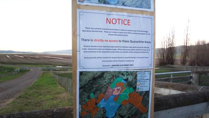 Access is limited and livestock quarantined as part of the MPI surveillance programme to control Mycoplasma bovis. Photo / File