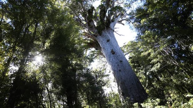 A researcher has launched a petition urging the closure of all kauri forests, over fears current measures aren't enough to protect the ancient giants - including Tane Mahuta. Photo / File